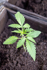 cannabis, plant, pot, growing, herb, hemp, sprout, seedling, medicine, marijuana, drug, weed, grow, agriculture, medicinal, garden, growth, green, leaf, natural, nature, medical, strain, farm, alterna