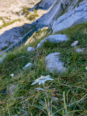 Edelweiss growing at mountain meadow high above tourism.