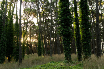 Atardecer en el bosque