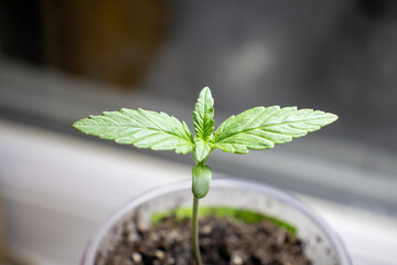 cannabis, plant, pot, growing, herb, hemp, sprout, seedling, medicine, marijuana, drug, weed, grow, agriculture, medicinal, garden, growth, green, leaf, natural, nature, medical, strain, farm, alterna