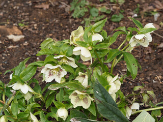 Orientalische Nieswurz oder lenzrose (Helleborus orientalis)