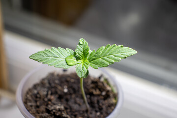 cannabis, plant, pot, growing, herb, hemp, sprout, seedling, medicine, marijuana, drug, weed, grow, agriculture, medicinal, garden, growth, green, leaf, natural, nature, medical, strain, farm, alterna