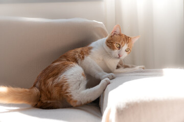 brown and white cat  settles on a sofa to sleep