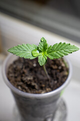 cannabis, plant, pot, growing, herb, hemp, sprout, seedling, medicine, marijuana, drug, weed, grow, agriculture, medicinal, garden, growth, green, leaf, natural, nature, medical, strain, farm, alterna