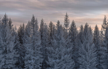 Frosted sunrise, northern plains of Germany