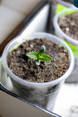 cannabis, plant, pot, growing, herb, hemp, sprout, seedling, medicine, marijuana, drug, weed, grow, agriculture, medicinal, garden, growth, green, leaf, natural, nature, medical, strain, farm, alterna