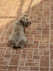 gray haired schnauzer dog resting in a yard