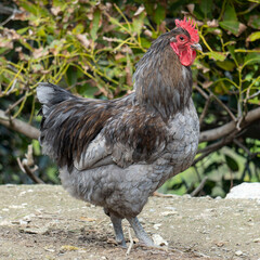 Gallo Gigante de Jersey