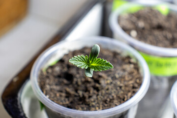 cannabis, plant, pot, growing, herb, hemp, sprout, seedling, medicine, marijuana, drug, weed, grow, agriculture, medicinal, garden, growth, green, leaf, natural, nature, medical, strain, farm, alterna