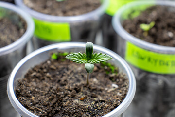 cannabis, plant, pot, growing, herb, hemp, sprout, seedling, medicine, marijuana, drug, weed, grow, agriculture, medicinal, garden, growth, green, leaf, natural, nature, medical, strain, farm, alterna