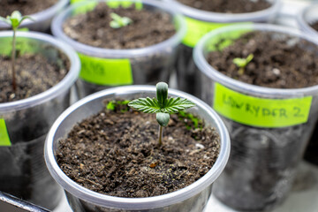 cannabis, plant, pot, growing, herb, hemp, sprout, seedling, medicine, marijuana, drug, weed, grow, agriculture, medicinal, garden, growth, green, leaf, natural, nature, medical, strain, farm, alterna