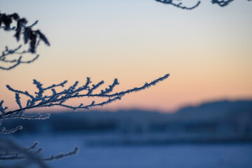 Frosted sunrise, northern plains of Germany