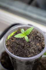 cannabis, plant, pot, growing, herb, hemp, sprout, seedling, medicine, marijuana, drug, weed, grow, agriculture, medicinal, garden, growth, green, leaf, natural, nature, medical, strain, farm, alterna