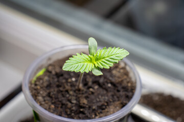 cannabis, plant, pot, growing, herb, hemp, sprout, seedling, medicine, marijuana, drug, weed, grow, agriculture, medicinal, garden, growth, green, leaf, natural, nature, medical, strain, farm, alterna