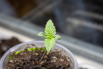 cannabis, plant, pot, growing, herb, hemp, sprout, seedling, medicine, marijuana, drug, weed, grow, agriculture, medicinal, garden, growth, green, leaf, natural, nature, medical, strain, farm, alterna