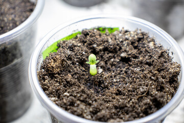 cannabis, plant, pot, growing, herb, hemp, sprout, seedling, medicine, marijuana, drug, weed, grow, agriculture, medicinal, garden, growth, green, leaf, natural, nature, medical, strain, farm, alterna