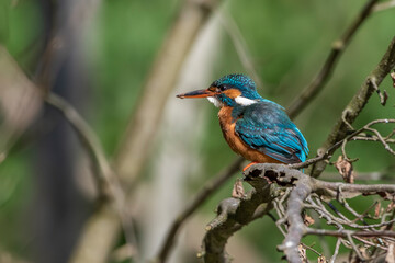 Obraz premium Eisvogel (Alcedo atthis) Weibchen
