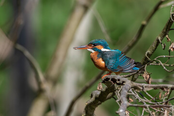 Eisvogel (Alcedo atthis) Weibchen