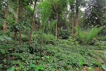 Fern Alsophila spinulosa grows in natural environment, South China