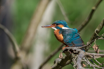 Eisvogel (Alcedo atthis) Weibchen