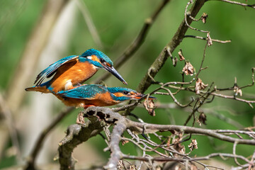 Eisvögel (Alcedo atthis) bei der Paarung