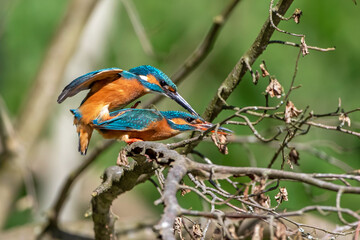 Eisvögel (Alcedo atthis) bei der Paarung