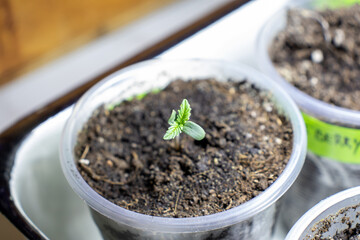 cannabis, plant, pot, growing, herb, hemp, sprout, seedling, medicine, marijuana, drug, weed, grow, agriculture, medicinal, garden, growth, green, leaf, natural, nature, medical, strain, farm, alterna
