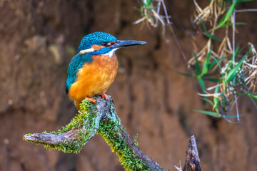 Eisvogel (Alcedo atthis) Männchen