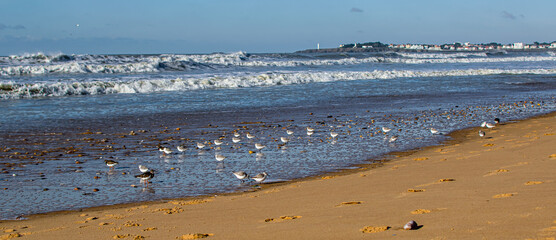 Vendée, France: the beach of the Pont de Jaunay in Brétignolles Sur Mer, birds are looking for food, January 2021.

