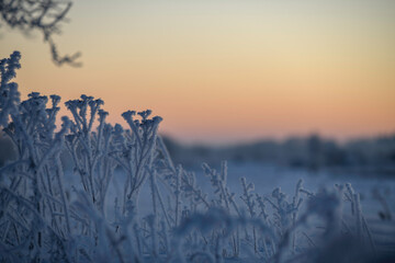 Frosted sunrise, northern plains of Germany