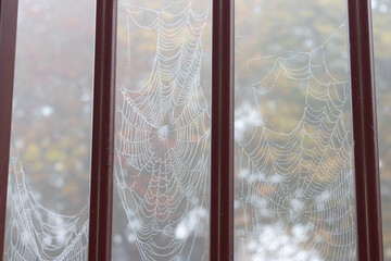 Spider web with droplets on a rainy and foggy day
