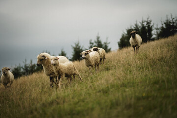 pasące się na łące owce i barany