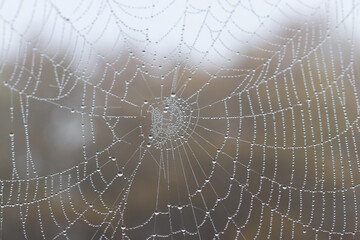 Spider web with droplets on a rainy and foggy day