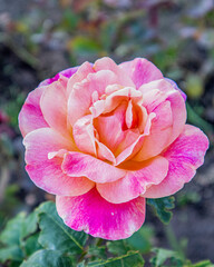 Naklejka premium French rose.