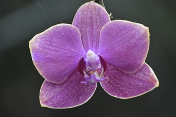 Naklejka na ściany i meble purple orchid flower