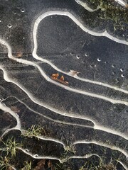 Abstract art by nature - frozen puddle showing an abstract composition with ice cracks forming a pattern with grass waterdrops and leafs