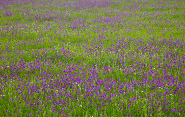 Obraz premium Viborera, Parque Natural Sierra de Andújar, Jaen, Andalucía, España