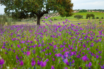 Viborera, Parque Natural Sierra de Andújar, Jaen, Andalucía, España