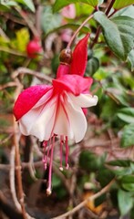 white fuchsia flower with red in spring season, background and texture