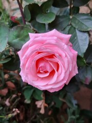 light pink rose flower in a garden in spring season