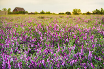 Field of purple flowers hairy vetch vicia villosa at sunset. Beautiful landscape view of purple wildflowers in countryside in summer