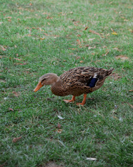 Big goose walks on the grasses at the farm searchs for food.
