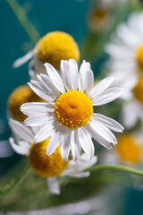soft focus, macro photo, chamomile on a blue background