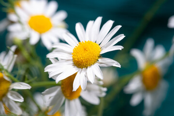 Obraz premium soft focus, macro photo, chamomile on a blue background