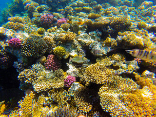 Fototapeta na wymiar bright colors and natural forms of the coral reef and its inhabitants in the Red Sea