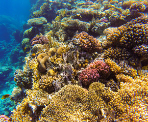 Plakat bright colors and natural forms of the coral reef and its inhabitants in the Red Sea