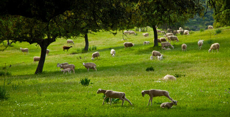 Ovejas en la Dehesa, Parque Natural Sierra de Andújar, Jaen, Andalucía, España