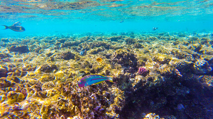 Fototapeta na wymiar bright colors and natural forms of the coral reef and its inhabitants in the Red Sea