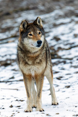 Wolf in the natural habitat