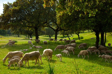 Obraz premium Ovejas en la Dehesa, Parque Natural Sierra de Andújar, Jaen, Andalucía, España